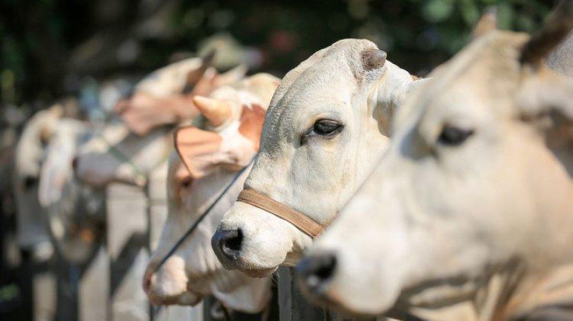 Wako Rudi: Tak Usah ke Lokasi Penyembelihan, Panitia yang Antar Daging Kurban