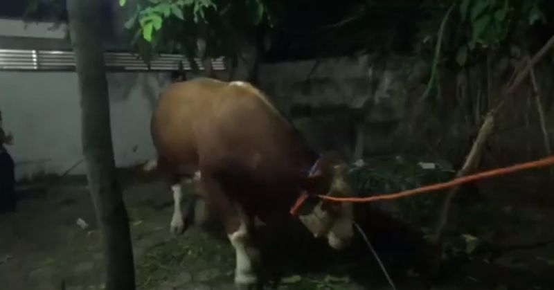 Warga dan Petugas Damkar Evakuasi Sapi Jatuh ke Got