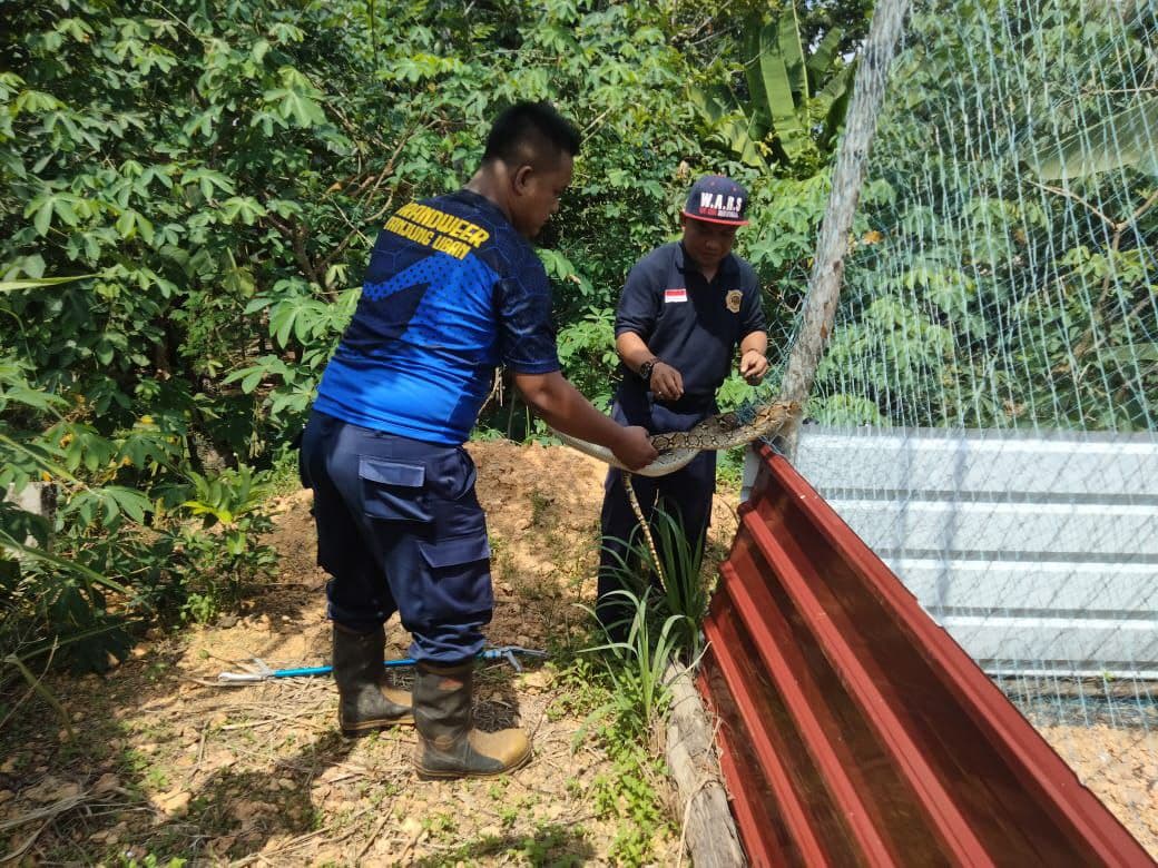 Ular Piton Teror Warga di Perumahan Telaga Surya Bintan Utara