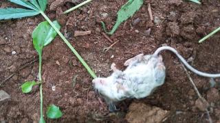 Viral Foto Seekor Tikus Teler Lalu Pingsan usai Gerogoti Daun Ganja