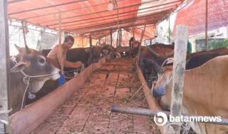 Omzet Peternak Hewan Kurban di Karimun Anjlok