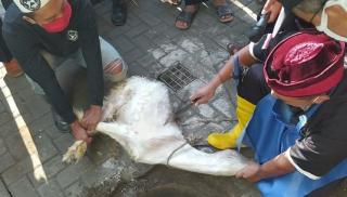 Idul Adha 1442 H, Kemenag Natuna Catat 685 Ekor Sapi Disembelih Tahun Ini