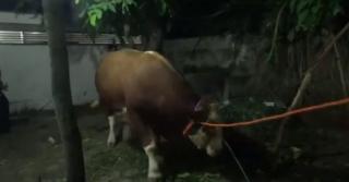 Warga dan Petugas Damkar Evakuasi Sapi Jatuh ke Got
