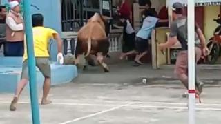 Masih Dicari! Kronologi Sapi Seharga Rp20 Juta Kabur saat Mau Dipotong di Bintan