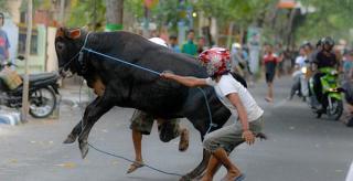 Sapi Kurban di Bintan Kabur saat Akan Dipotong, Panitia Sebar Info Sapi Hilang
