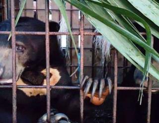 8 Ekor Satwa Koleksi Hutan Mata Kucing Batam Dipindah ke Safari Lagoi