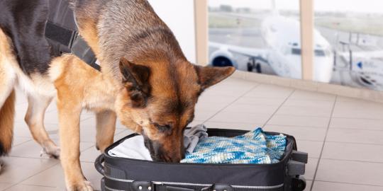 Ganja di Barang Ekspedisi Terendus Anjing Pelacak Bea Cukai Batam