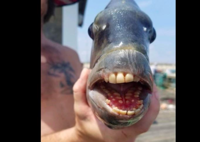Viral Nelayan Tangkap Ikan Bergigi Mirip Manusia