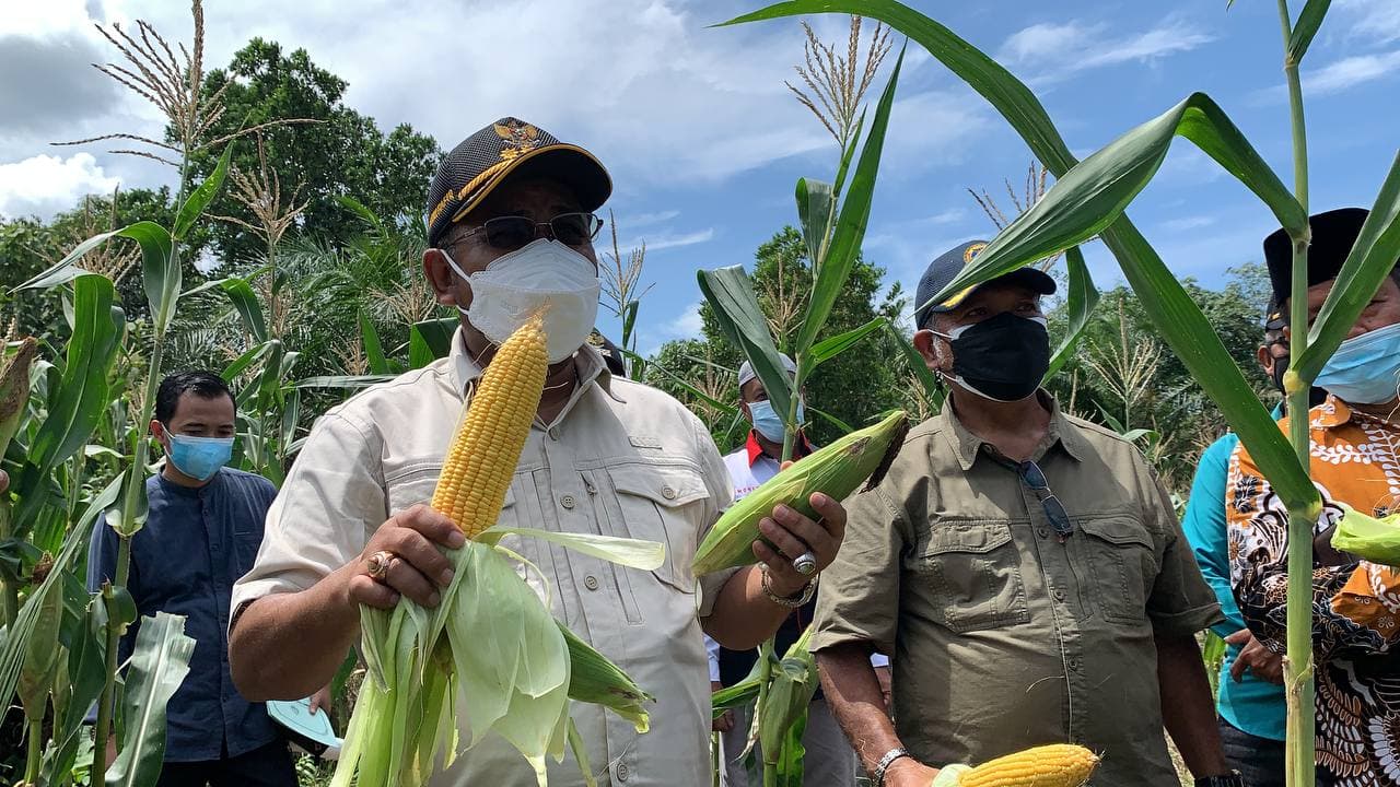 Petani Karimun Panen 2 Ton Jagung hingga 3,5 Ton Lele di Masa Pandemi