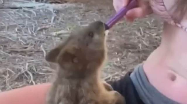 Gadis Remaja Australia Jadi Buruan Warganet usai Paksa Quokka Isap Vape 