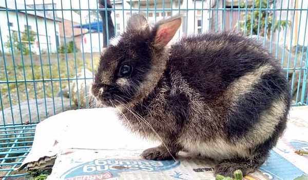 Kelinci Terlangka di Dunia Diselamatkan setelah Dijual di Facebook