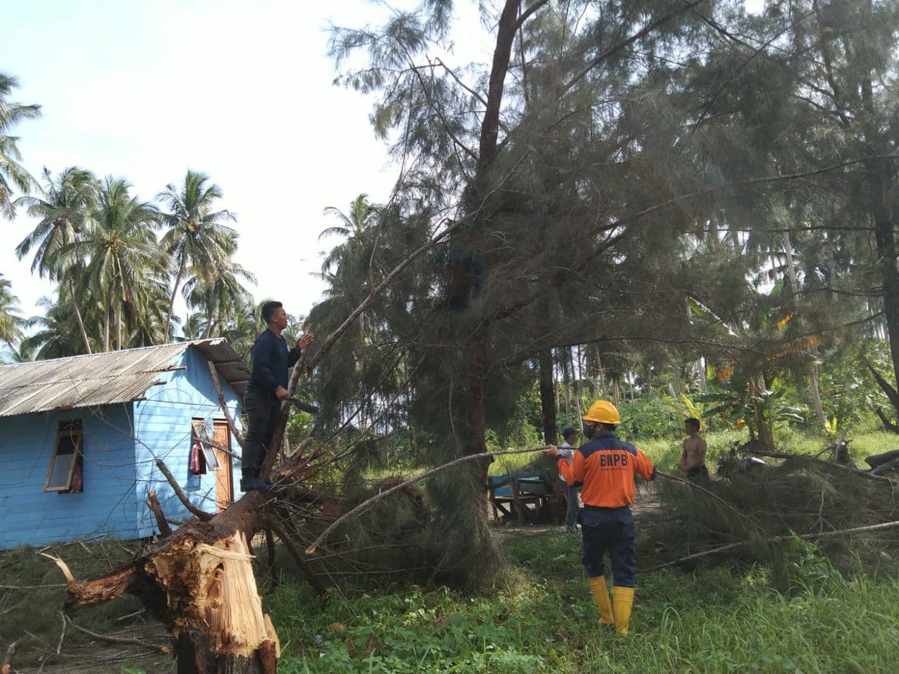 Pohon Tumbang Timpa Rumah Warga di Natuna