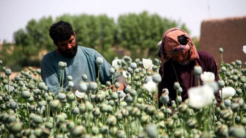 Arti Konflik Afghanistan bagi Perdagangan Heroin Global