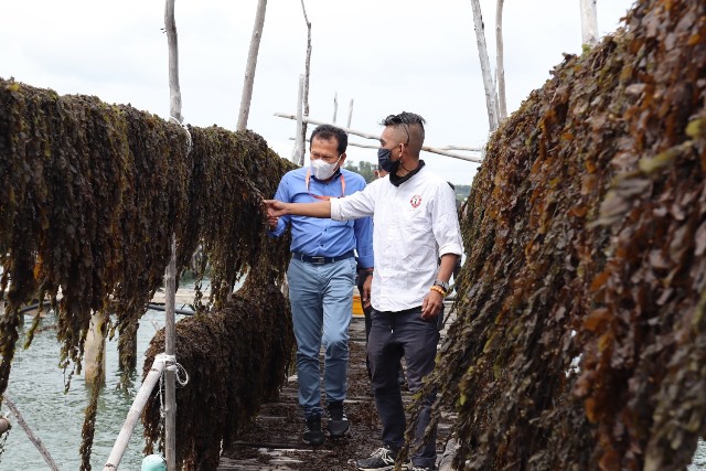 CSR PLN Batam Berdayakan Petani Rumput Laut di Pulau Amat Belanda