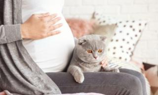 Ibu Hamil Jangan Pelihara Kucing di Rumah, Ini Bahayanya