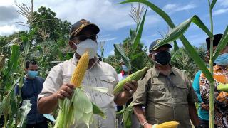 Petani Karimun Panen 2 Ton Jagung hingga 3,5 Ton Lele di Masa Pandemi