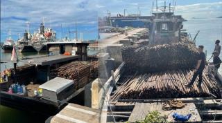 Bea Cukai Gagalkan Penyelundupan 10 Ribu Batang Kayu Teki di Batam