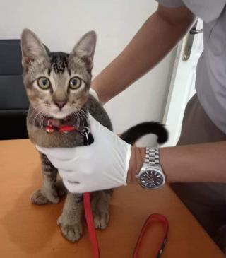 Sedih, Kucing Jantan Ini Tak Boleh Pulang ke Kepri Lagi