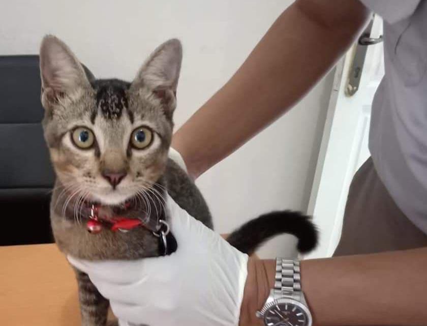 Kasihan, Kucing Imut di Bintan Dilarang Balik Kampung 