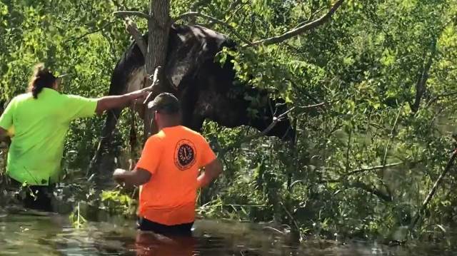 Badai Ida di AS Terbangkan Seekor Sapi, Begini Kondisinya