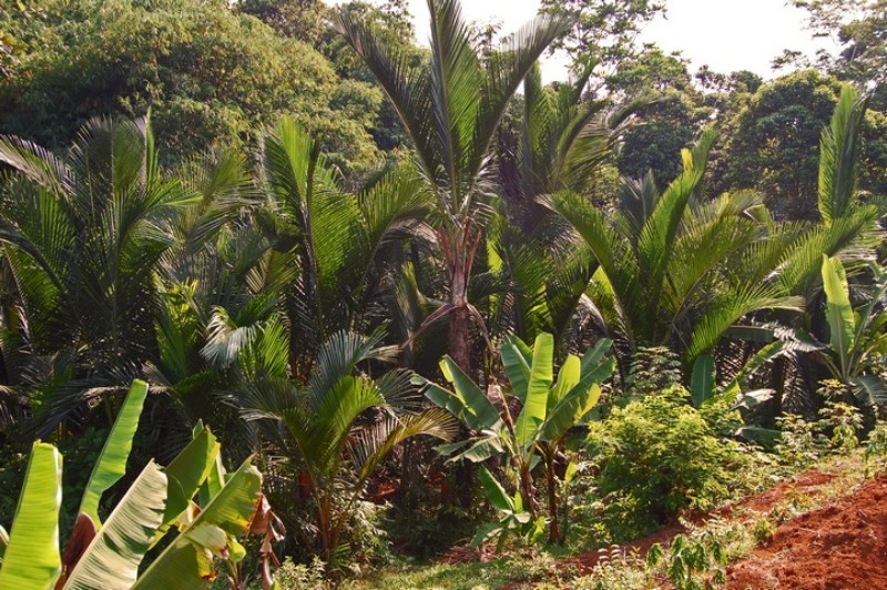 Bupati Inginkan Sawah Dua Desa di Lingga Dialihkan Tanam Sagu
