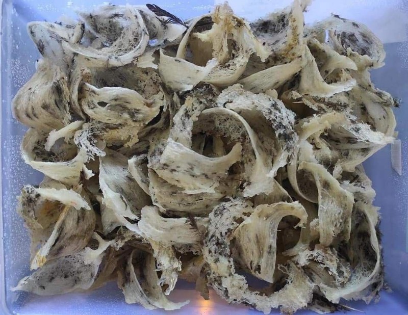 The Price of Bird Nest Swallow Has Fantastically Reached Tens of Millions per Kilogram