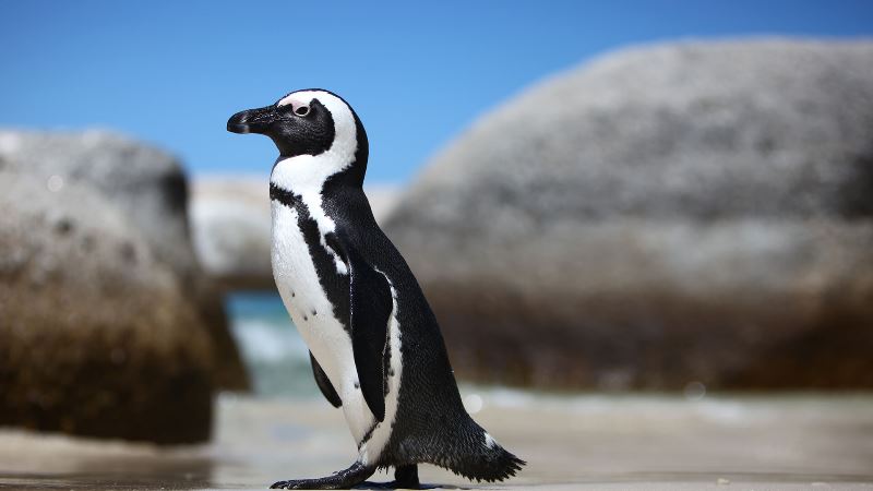 Koloni Lebah Bunuh Lusinan Penguin Afrika yang Hampir Punah
