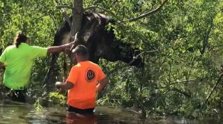Badai Ida di AS Terbangkan Seekor Sapi, Begini Kondisinya