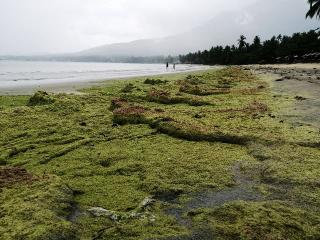 Hamparan Lumut Hijau Penuhi Pantai Tanjung Natuna