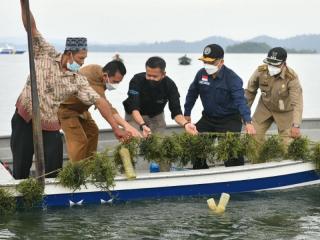 Gubernur Ansar Ingin Kembangkan Budidaya Rumput Laut di Kepri