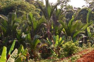 Bupati Inginkan Sawah Dua Desa di Lingga Dialihkan Tanam Sagu