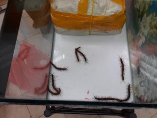 Pria dari Batam Ditangkap di Johor Selundupkan Ribuan Ekor Kelabang Hidup