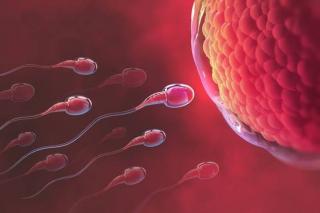 Kandungan di Dalam Sperma dan Bahayakah Jika Tertelan?