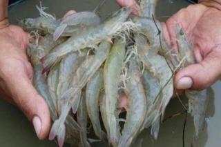 Lingga Lirik Budidaya Udang, Gamat hingga Rumput Laut