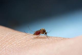 5 Cara Mudah Mengatasi Bentol dan Gatal Akibat Gigitan Nyamuk