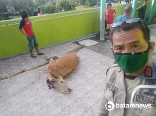 Sapi Kabur saat Idul Adha Lalu di Bintan Akhirnya Ketemu