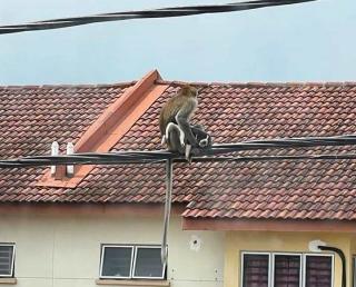 Seekor Monyet Culik Anak Anjing, Disandera selama 3 Hari