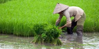 Penyebab Petani Indonesia Banyak Miskin