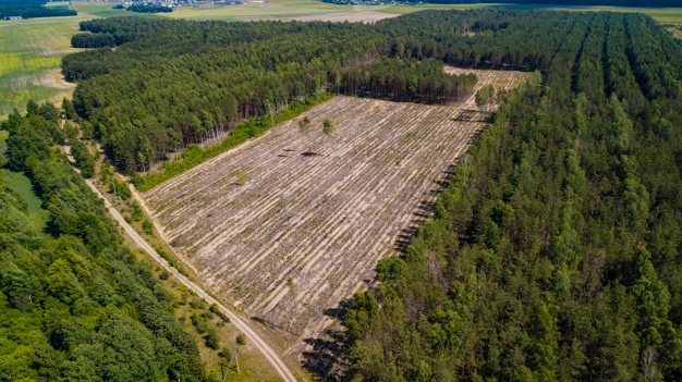 Deforestasi di Johor: Hutan Lindung Berubah Jadi Kebun Sawit dan Tambang Emas
