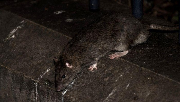 New York Diserang Wabah Leptospirosis, Menular Lewat Kencing Tikus
