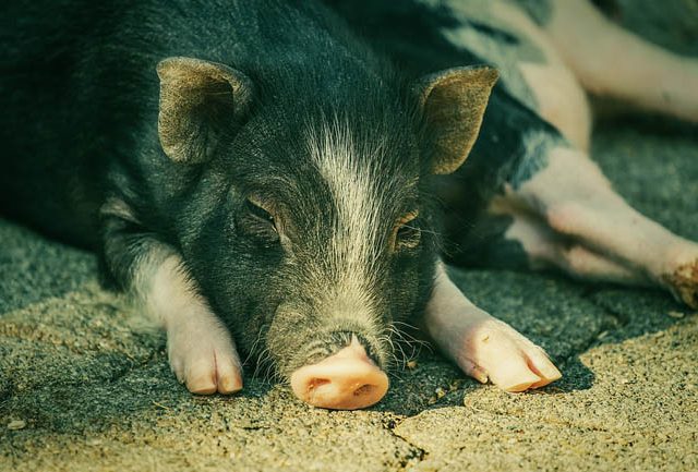 Sukses Dicangkokkan ke Manusia, Kenapa Ginjal Babi yang Dipilih?