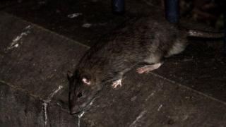 New York Diserang Wabah Leptospirosis, Menular Lewat Kencing Tikus