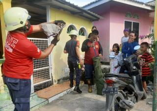 Tim Animal Rescue Kandangkan Ular Terbang yang Hantui Rumah Warga