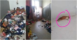 Terlalu, Penyewa Tinggalkan Rumah Acak-acakan Plus Ada Bangkai Kucing