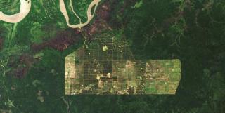 NASA Rilis Foto Hutan Papua yang Semakin Gundul