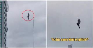 Viral Video Burung Melayang Tanpa Kepakkan Sayap, Begini Faktanya