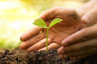 Tree For Life, Kolaborasi PT TDK Electronics Indonesia-BP Batam Tanam Pohon