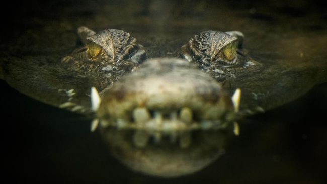 Nelayan Bulang Batam Tewas Dimakan Buaya