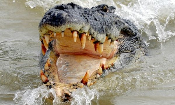 Buaya Besar Sepanjang 4 Meter Diyakini Lahap Tubuh Warga di Batam