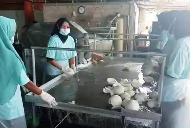 Kelapa dan Ikan Dongkrak Nilai Ekspor Karimun, Sumbang Devisa Rp 1,4 T